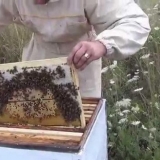 Kako napraviti slojeve pčela u avgustu